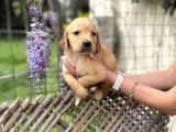 Golden Retriver Yavrulatım Sağlık Ve Irk Harantilidr