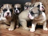 Ev Üretimi Safkan İngiliz Buldogg Yavrularımız