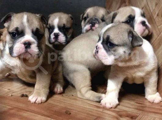 Ev Üretimi Safkan İngiliz Buldogg Yavrularımız görsel