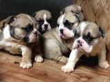 Ev Üretimi Safkan İngiliz Buldogg Yavrularımız