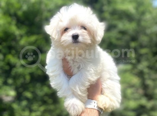 Orji̇nal Maltese Terri̇er Bebeği̇mi̇z Aşili görsel