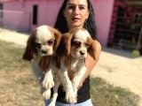Cavalier Yavrularım Sağlık Ve Irk Garantilidir