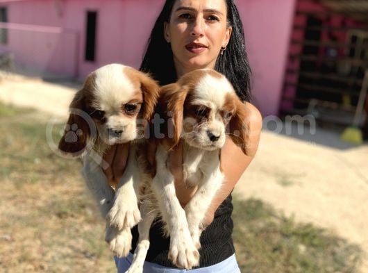 Cavalier Yavrularım Sağlık Ve Irk Garantilidir görsel