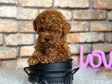 Birbirinden Güzel Orjinal Irk Toy Poodle Bebekler