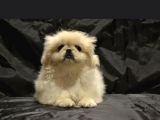 Ev Üretimi Safkan Pekines Yavrular