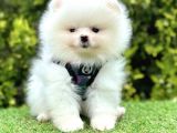 Safkan Pomerani̇an Boo Ori̇ji̇nal Yavrular