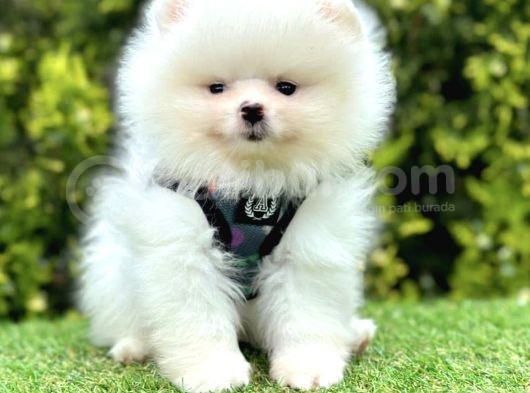 Safkan Pomerani̇an Boo Ori̇ji̇nal Yavrular görsel
