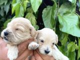 Maltipoo Yavrularım Sağlık Be Irk Garantili