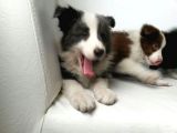 safkan Border collie yavruları burkemden