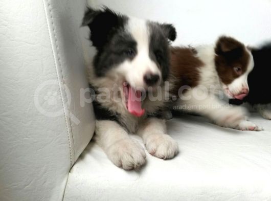 Safkan Border Collie Yavruları Burkemden
