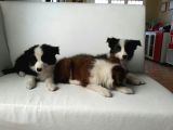 Safkan Border Collie Yavruları Burkemden