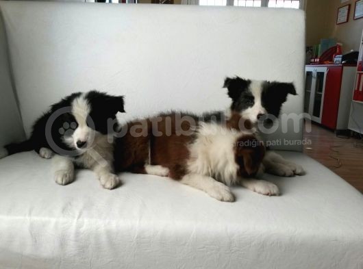 Safkan Border Collie Yavruları Burkemden görsel
