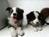Safkan Border Collie Yavruları Burkemden
