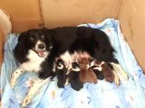 Safkan Border Collie Yavruları Burkemden