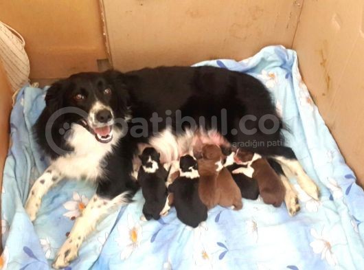 Safkan Border Collie Yavruları Burkemden görsel