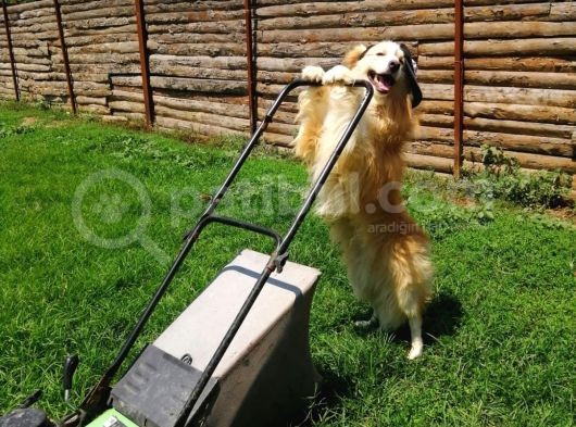 Safkan Border Collie Yavruları Burkemden görsel