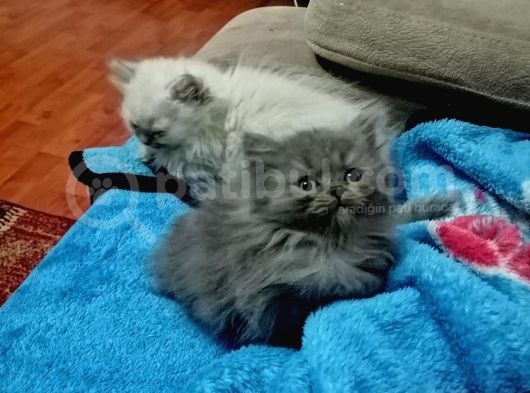 British Shorthair görsel