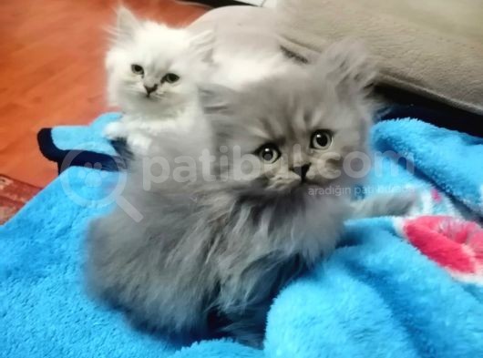 British Shorthair görsel