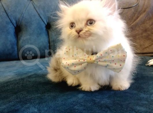 British Shorthair görsel