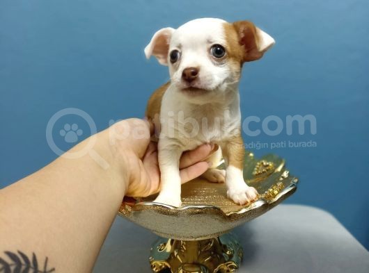 Şi̇vava Teacup Di̇şi̇ Yavrular görsel