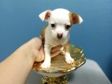 Şi̇vava Teacup Di̇şi̇ Yavrular