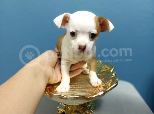 Şi̇vava Teacup Di̇şi̇ Yavrular görsel