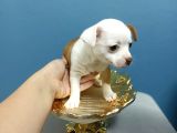 Şi̇vava Teacup Di̇şi̇ Yavrular