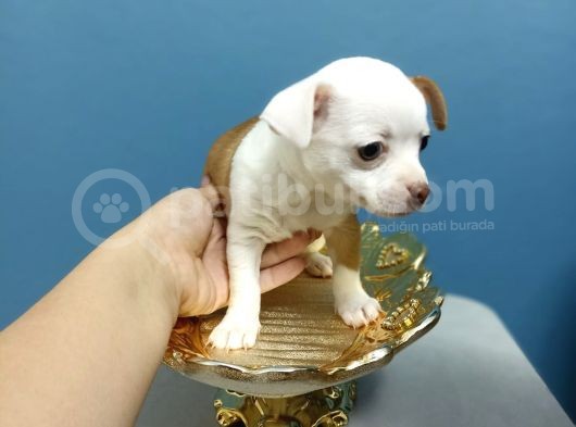 Şi̇vava Teacup Di̇şi̇ Yavrular görsel