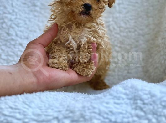 Orji̇nal Malti̇poo Yavrulari