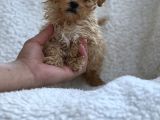 Orji̇nal Malti̇poo Yavrulari