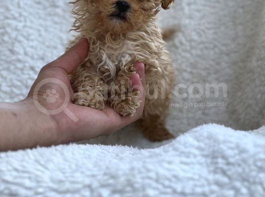 Orji̇nal Malti̇poo Yavrulari görsel