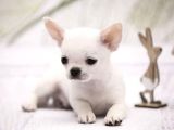 Xxs Mi̇ni̇ Apple Face Chihuahua Yavrular