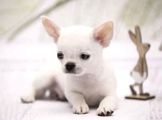 Xxs Mi̇ni̇ Apple Face Chihuahua Yavrular görsel