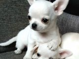 XXS MİNİ APPLE FACE CHIHUAHUA YAVRULAR