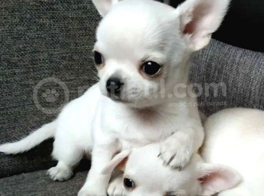 Xxs Mi̇ni̇ Apple Face Chihuahua Yavrular