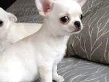 Xxs Mi̇ni̇ Apple Face Chihuahua Yavrular
