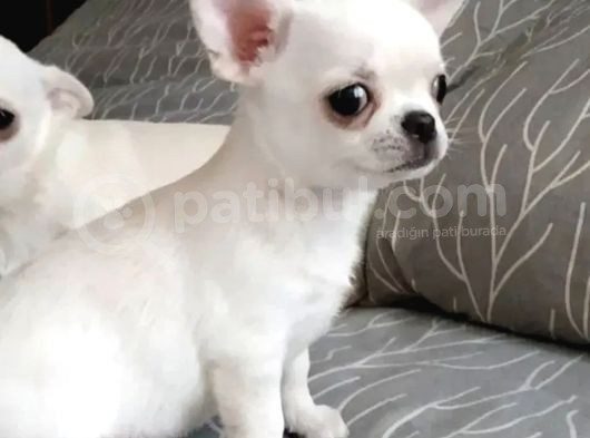 Xxs Mi̇ni̇ Apple Face Chihuahua Yavrular görsel