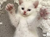 British Shorthair Erkek