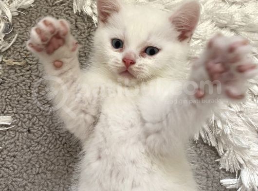 British Shorthair Erkek görsel