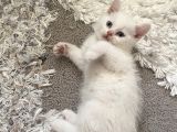 British Shorthair Erkek