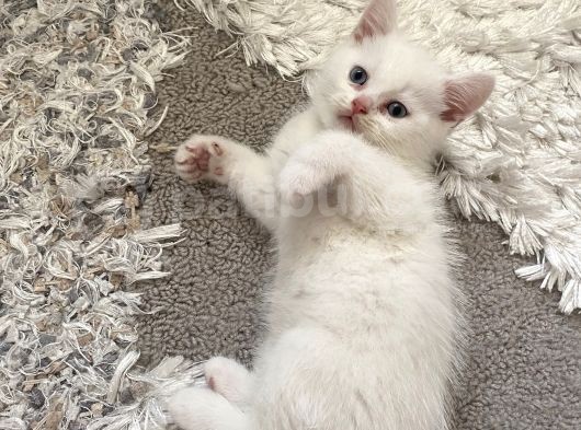 British Shorthair Erkek görsel