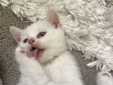 British Shorthair erkek