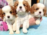 Cavalier King Charles Bebekler