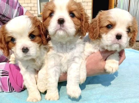 Cavalier King Charles Bebekler görsel
