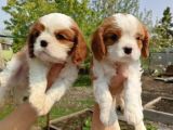Cavalier king charles bebekler