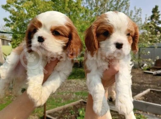 Cavalier King Charles Bebekler
