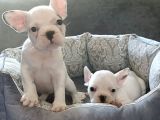 Anatomi Harikası French Bulldog Bebekleri Için Ulaşınız