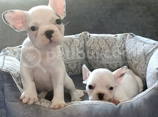 Anatomi Harikası French Bulldog Bebekleri Için Ulaşınız görsel