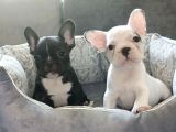 Anatomi harikası french bulldog bebekleri için ulaşınız