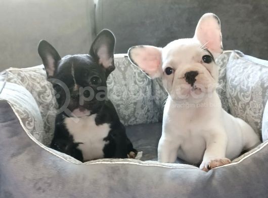 Anatomi Harikası French Bulldog Bebekleri Için Ulaşınız